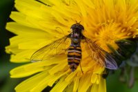 The divine drink of the Greek gods… but fermented: The new brewing method to get rid of insect pests